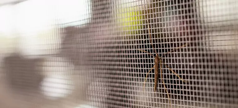 Repair Mosquito Mesh For Windows in Edmonton, Alberta